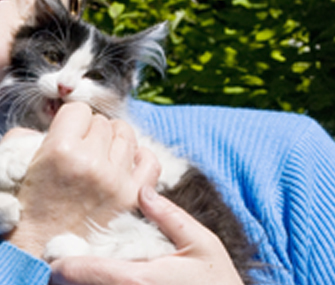 Kitten biting finger